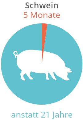 Schweine werden mit 5 Monaten geschlachtet - natürliche Lebenserwartung: 21 Jahre.
