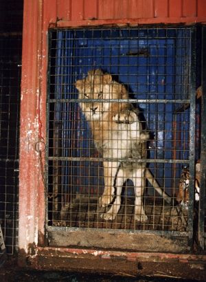 Löwe beim Zirkus im Käfig
